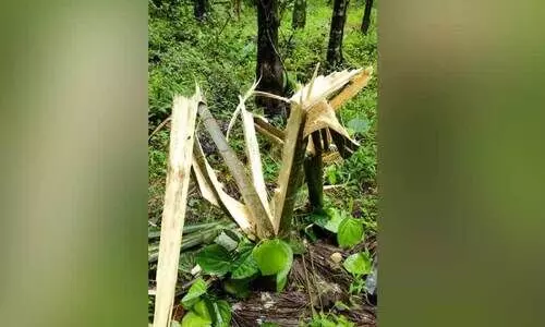 wild elephant wild elephant