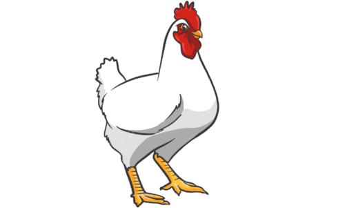 കൊന്നൊടുക്കിയിട്ടും അടങ്ങുന്നില്ല പക്ഷിപ്പനി