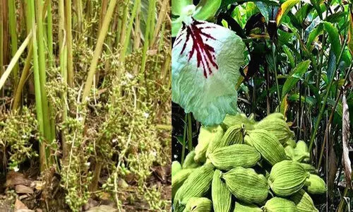 ഏലം കര്‍ഷകരുടെ വായ്പ തിരിച്ചടവിന്‍റെ ഇളവേള വര്‍ധിപ്പിക്കാന്‍ ആവശ്യപ്പെടും