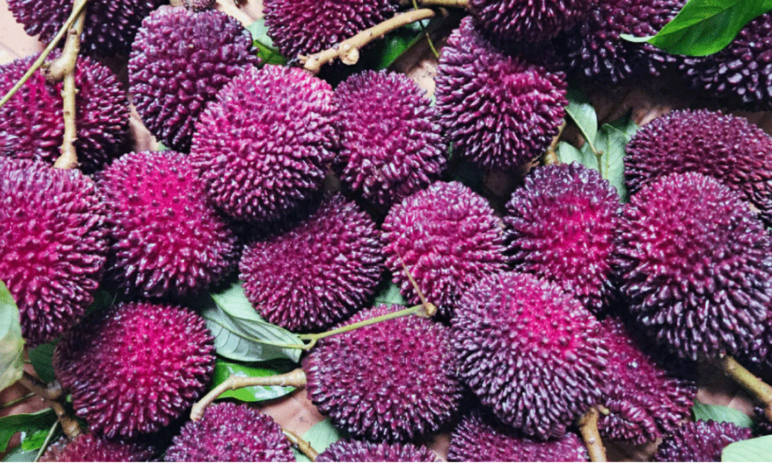 pulasan