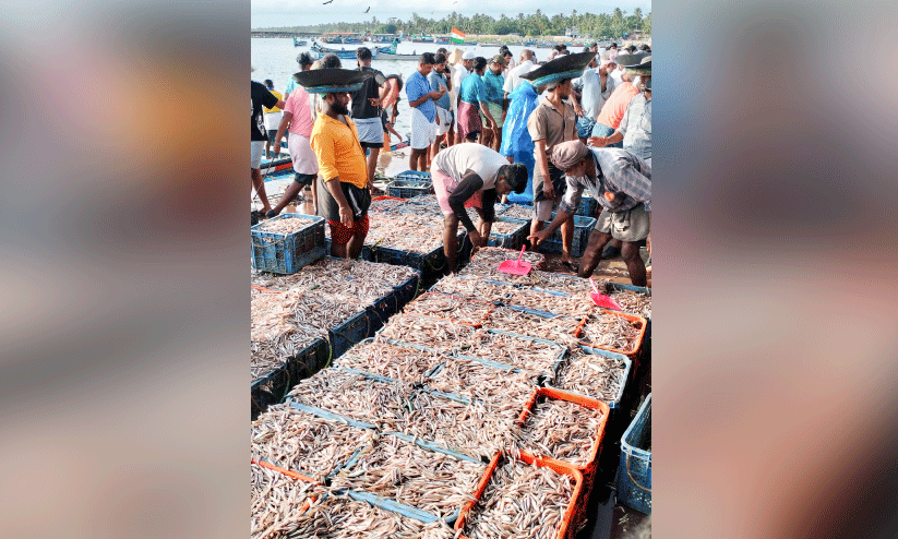 വ​ള്ള​ങ്ങ​ൾ​ക്ക് മ​ത്സ്യം ല​ഭി​ച്ചു തു​ട​ങ്ങി; വീ​ണ്ടും സ​ജീ​വ​മാ​യി താ​നൂ​ർ ഹാ​ർ​ബ​ർ
