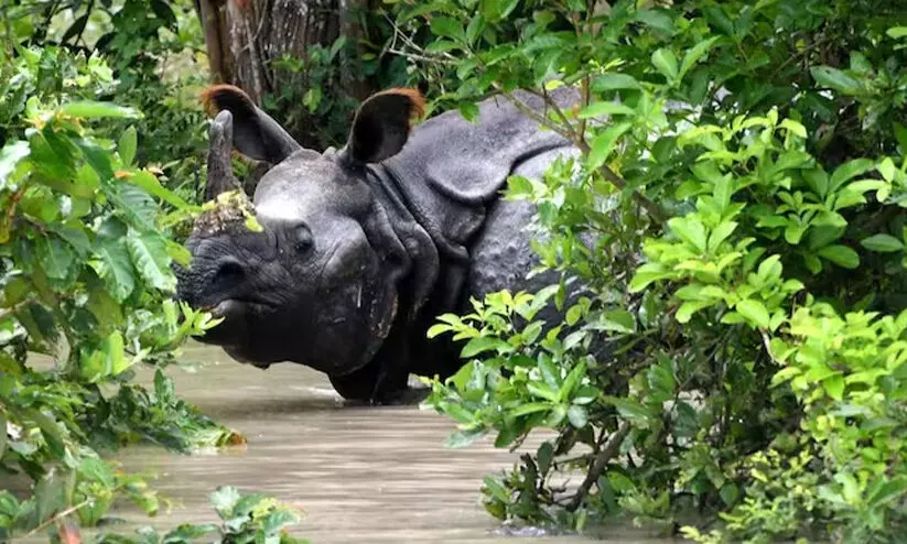 Kaziranga National Park Kaziranga National Park