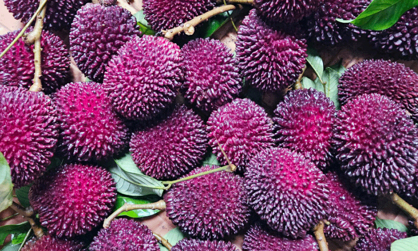 pulasan