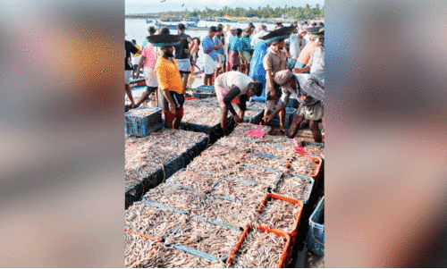 വ​ള്ള​ങ്ങ​ൾ​ക്ക് മ​ത്സ്യം ല​ഭി​ച്ചു തു​ട​ങ്ങി; വീ​ണ്ടും സ​ജീ​വ​മാ​യി താ​നൂ​ർ ഹാ​ർ​ബ​ർ