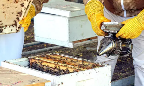 ‘നി​ർ​മി​ത ബു​ദ്ധി’​യി​ൽ തേ​ൻ പ​രി​ശോ​ധി​ക്കാ​ൻ കേ​ന്ദ്രം