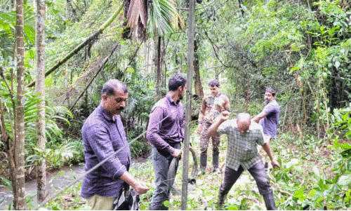കാട്ടാന ശല്യം: വനംവകുപ്പിന് സഹായമായി ജനങ്ങൾ