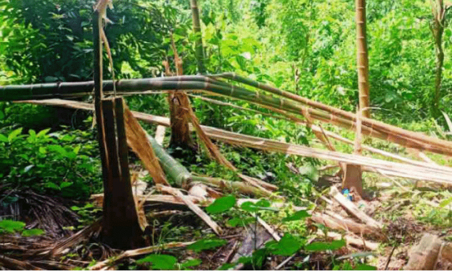 കാ​ട്ടാ​ന​ക​ൾ ന​ശി​പ്പി​ച്ച കൃ​ഷി