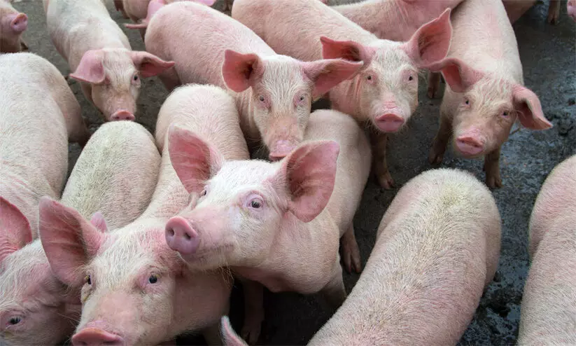 African Swine Fever African Swine Fever