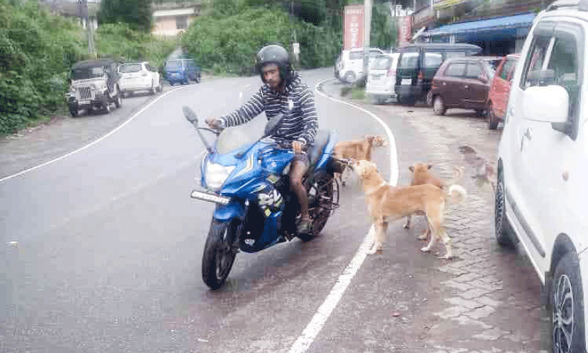 stray dog menace stray dog menace