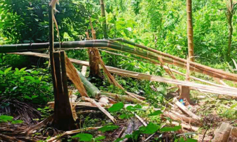 കാ​ട്ടാ​ന​ക​ൾ ന​ശി​പ്പി​ച്ച കൃ​ഷി