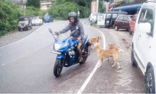 stray dog menace stray dog menace