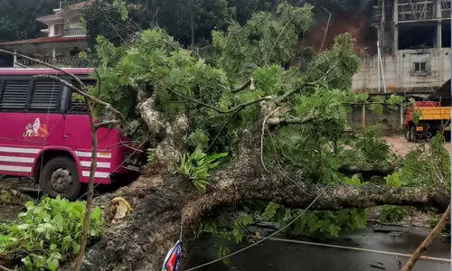 Tree fell on private bus in Adimali