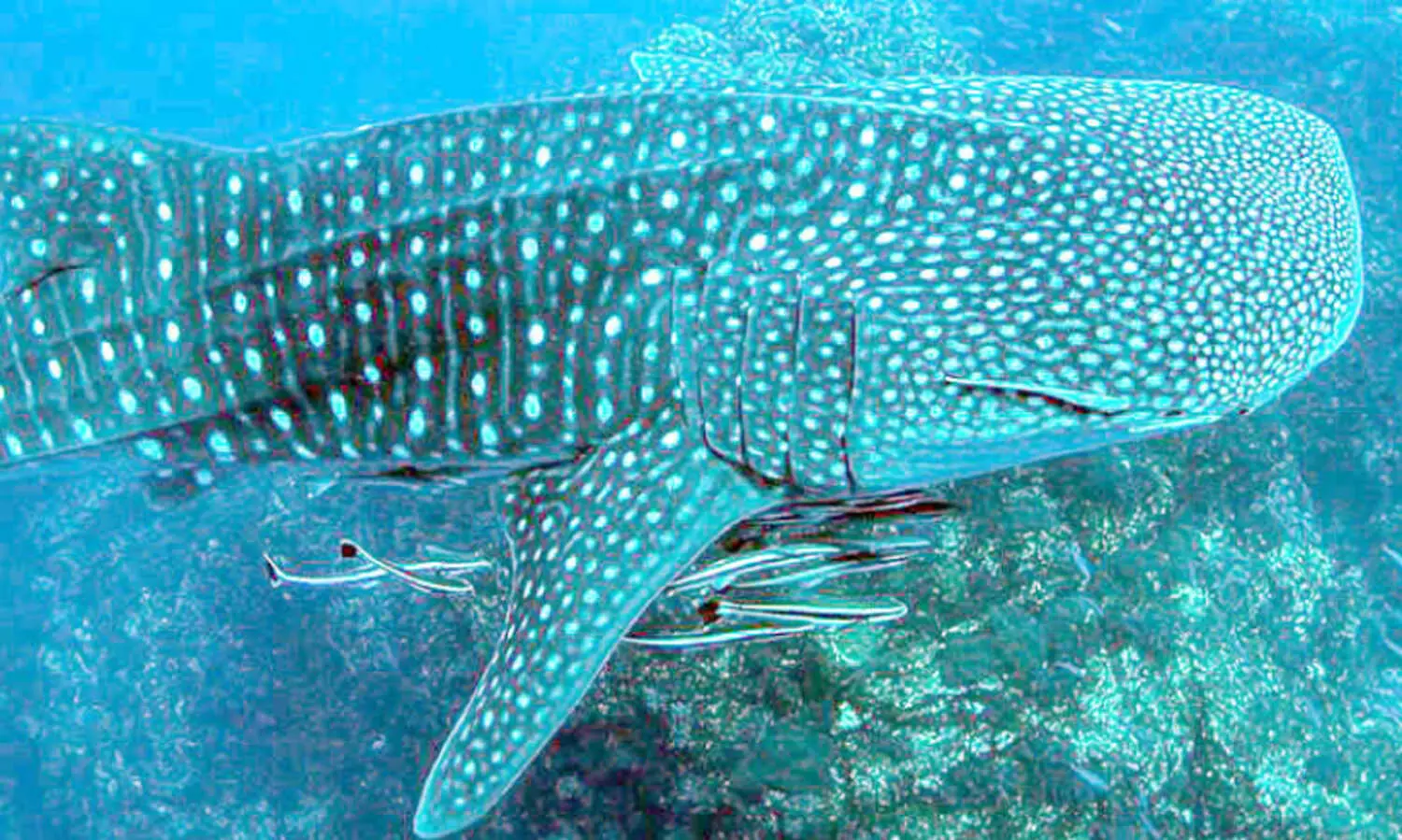 അ​ബൂ​ദ​ബി ക​ട​ല്‍ത്തീ​ര​ത്ത് തി​മിം​ഗ​ല സ്രാ​വ്