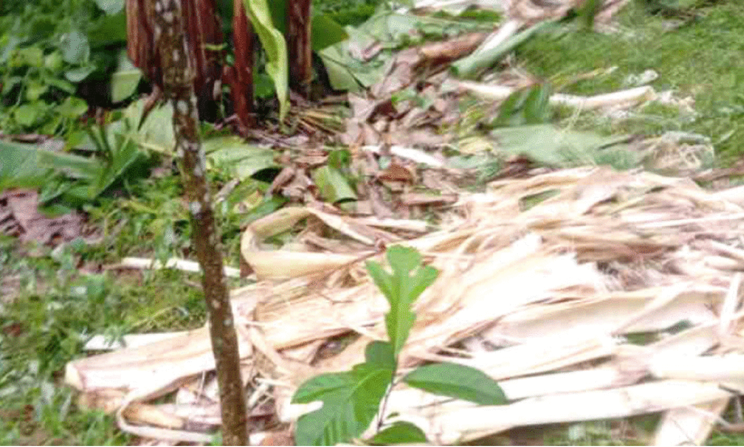 wild elephant menace