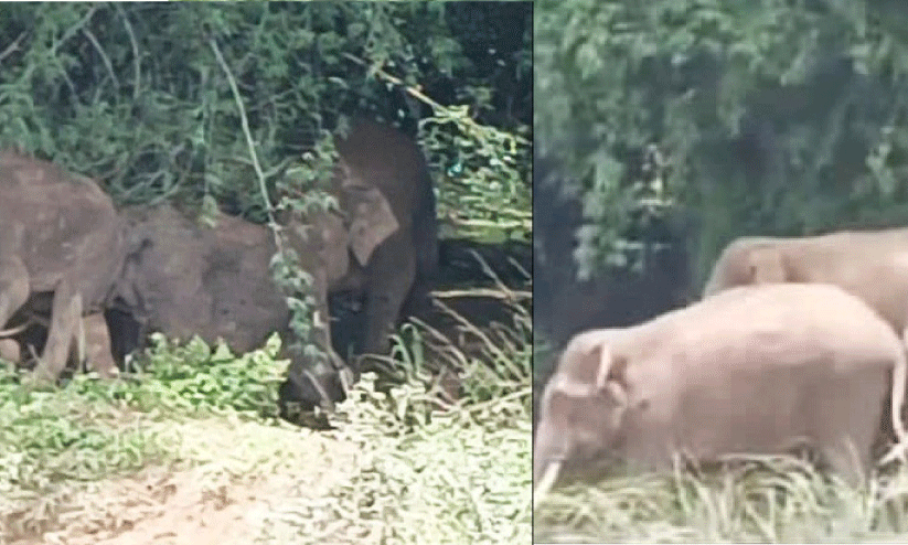 wild elephant wild elephant