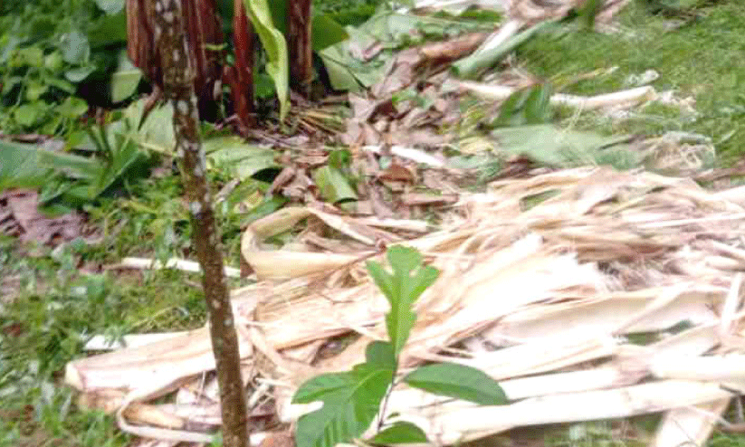 wild elephant menace