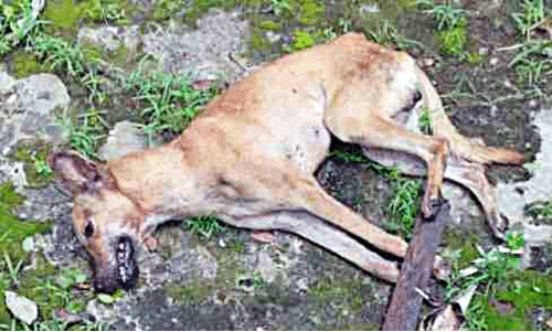 stray dog menace stray dog menace