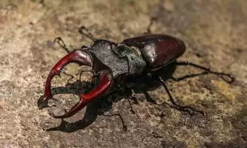 സ്റ്റാഗ് ബീറ്റിൽ എന്ന കുഞ്ഞൻ വണ്ട്; വില 75 ലക്ഷം രൂപ!