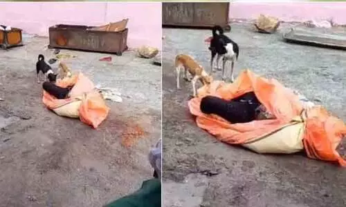 പോസ്റ്റ്മോർട്ടം ടേബിളിലെ മൃതദേഹങ്ങൾ കടിച്ചു കീറി തിന്നുന്ന തെരുവു നായ്ക്കൾ; യു.പിയിൽ നിന്നുള്ള നടുക്കുന്ന ദൃശ്യം പങ്കുവെച്ച് എക്സ് യൂസർ