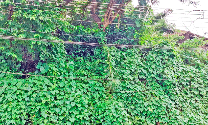 വിദ്യാലയ പരിസരങ്ങളിലെ കാടു വെട്ടാൻ നടപടിയില്ല പാമ്പുകളുടെ സാന്നിധ്യം വർധിക്കുന്നു വിദ്യാലയ പരിസരങ്ങളിലെ കാടു വെട്ടാൻ നടപടിയില്ല പാമ്പുകളുടെ സാന്നിധ്യം വർധിക്കുന്നു