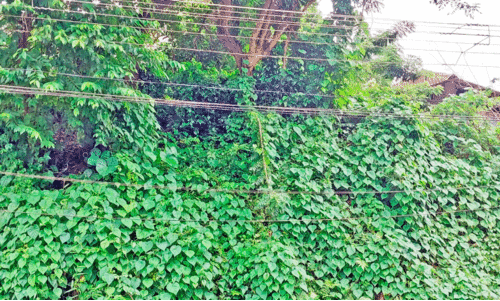 വിദ്യാലയ പരിസരങ്ങളിലെ കാടു വെട്ടാൻ നടപടിയില്ല പാമ്പുകളുടെ സാന്നിധ്യം വർധിക്കുന്നു