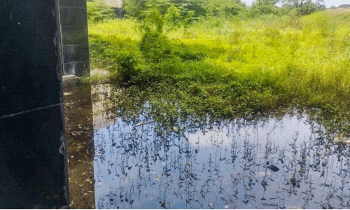 palakkad govt medical college