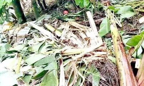 wild elephant attack wild elephant attack