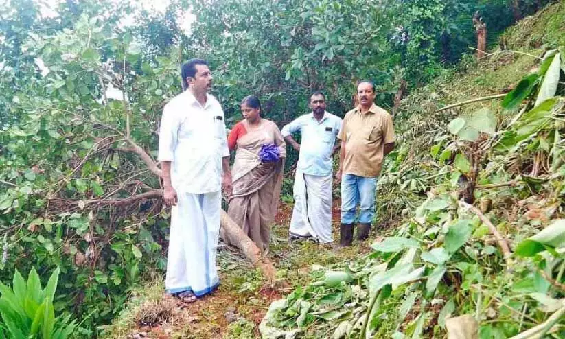 wild elephant attack wild elephant attack