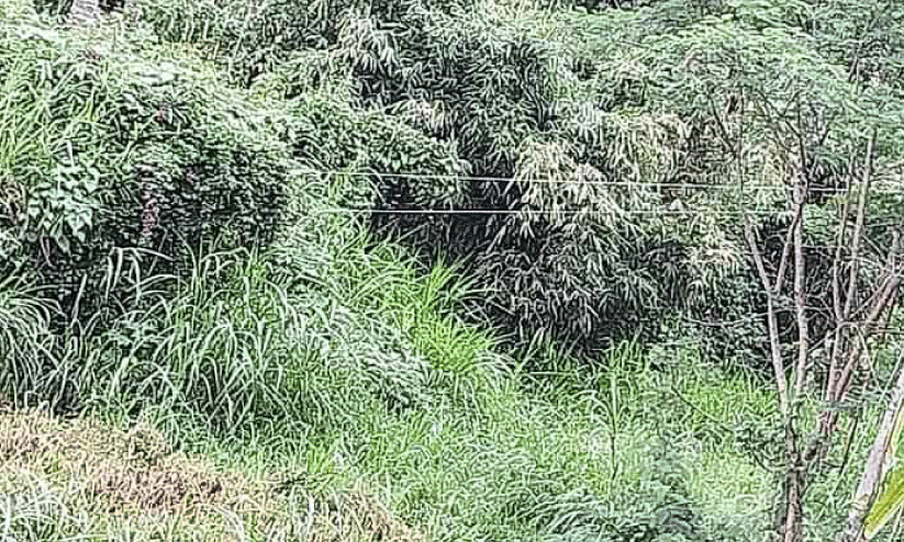 Dangerous power line