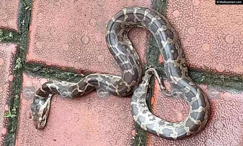 Python Snake Python Snake