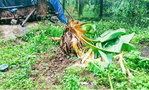 Wild elephant attack