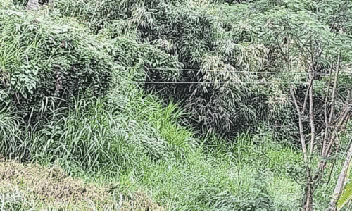 Dangerous power line