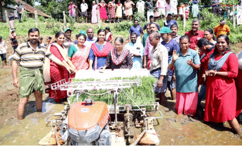 തരിശുപാടത്ത് ഞാറ്റുപാട്ടുയർന്നു; ഇനി പൊന്നിൻ കതിർക്കുല കൊയ്യും
