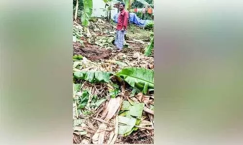 wild elephant attack