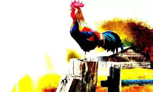 പൂ​​വ​​ൻ​​കോ​​ഴി