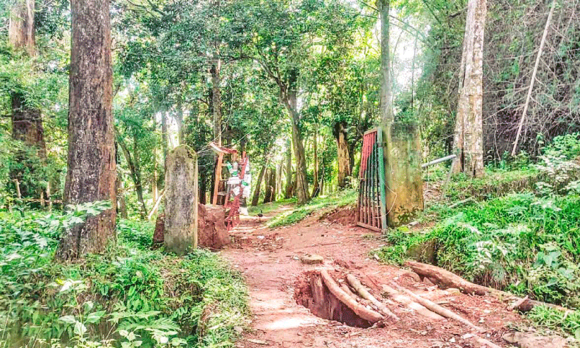 വനയോര മേഖലകളിൽ കാട്ടാന ശല്യം രൂക്ഷം; നിസ്സംഗതയിൽ വനംവകുപ്പ്