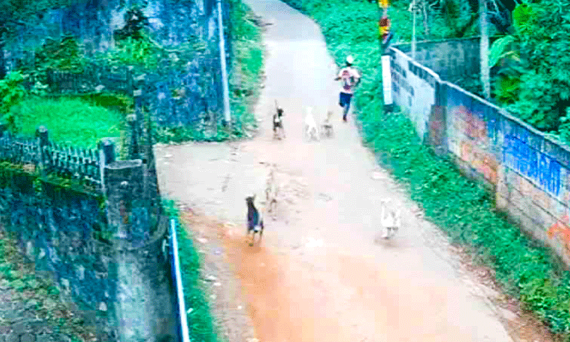 വർക്കലയിൽ തെരുവുനായ്ക്കൾ നാടുവാഴുന്നു; പന്ത്രണ്ടുകാരനെ കൂട്ടമായി ആക്രമിച്ചു