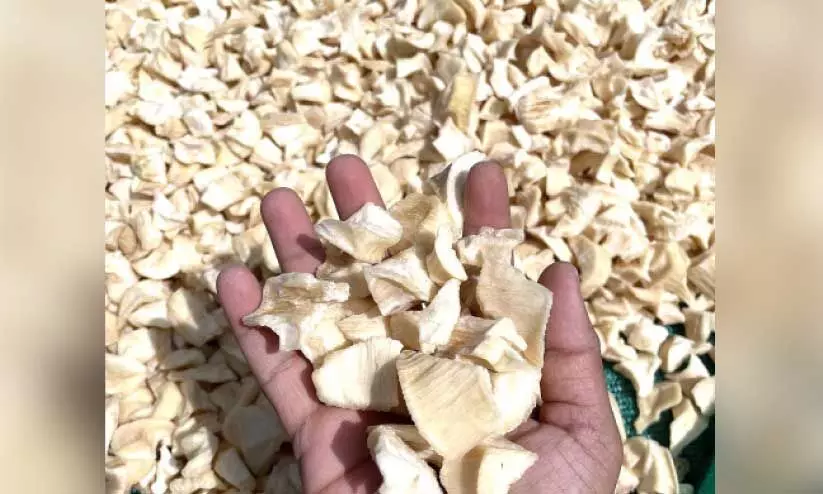 കച്ചവടക്കാർക്ക് താൽപര്യമില്ല, കെട്ടിക്കിടക്കുന്നത് ക്വിന്റൽ കണക്കിന് വാട്ടുകപ്പ കച്ചവടക്കാർക്ക് താൽപര്യമില്ല, കെട്ടിക്കിടക്കുന്നത് ക്വിന്റൽ കണക്കിന് വാട്ടുകപ്പ