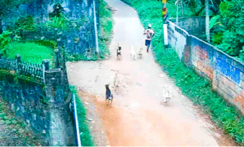 വർക്കലയിൽ തെരുവുനായ്ക്കൾ നാടുവാഴുന്നു; പന്ത്രണ്ടുകാരനെ കൂട്ടമായി ആക്രമിച്ചു