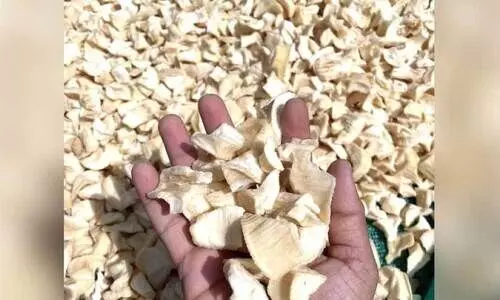 കച്ചവടക്കാർക്ക് താൽപര്യമില്ല, കെട്ടിക്കിടക്കുന്നത് ക്വിന്റൽ കണക്കിന് വാട്ടുകപ്പ കച്ചവടക്കാർക്ക് താൽപര്യമില്ല, കെട്ടിക്കിടക്കുന്നത് ക്വിന്റൽ കണക്കിന് വാട്ടുകപ്പ