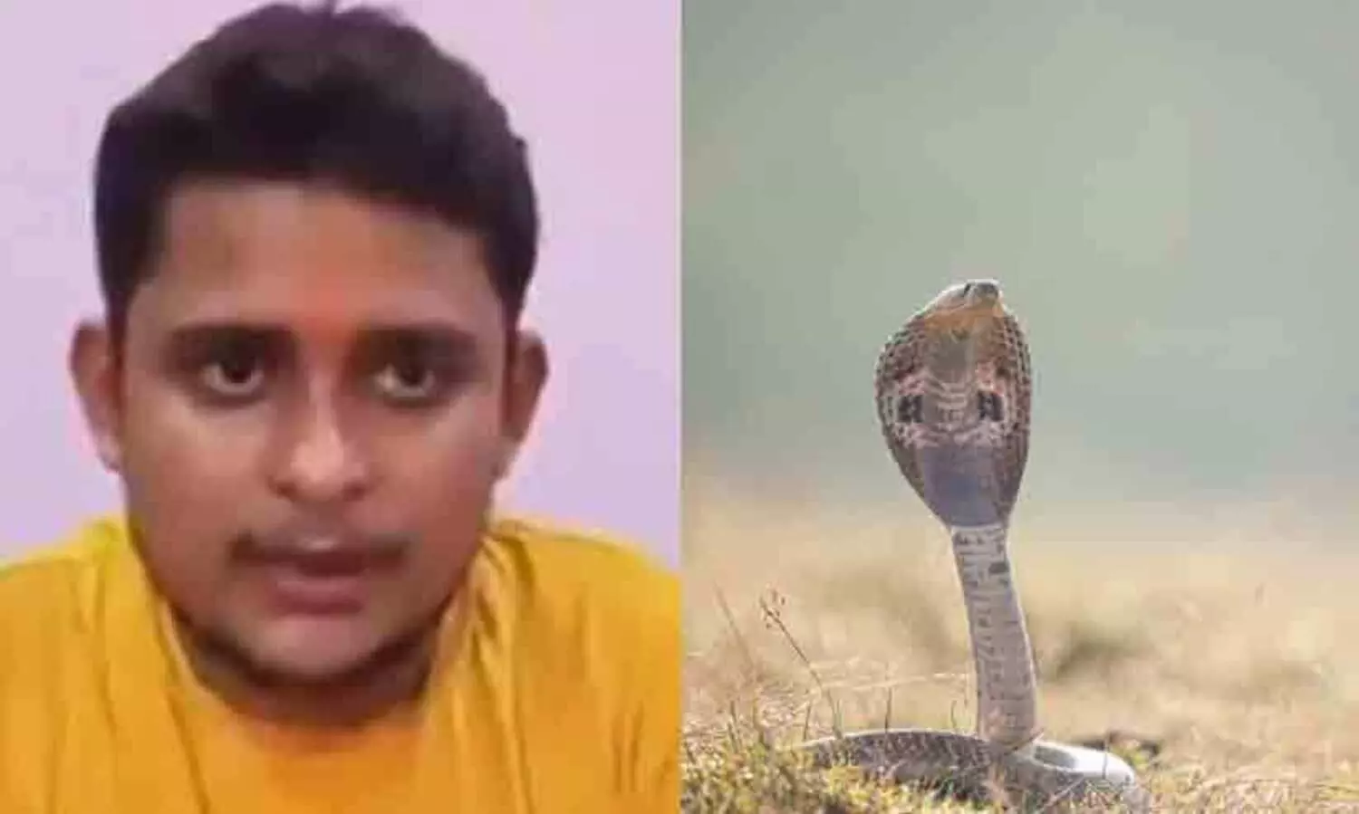 എല്ലാ ശനിയാഴ്ചയും ഈ യുവാവിനെ പാമ്പ് കടിക്കും; അമ്പരന്ന് ഡോക്ടർമാർ -അന്വേഷണത്തിന് വിദഗ്ധ സംഘം