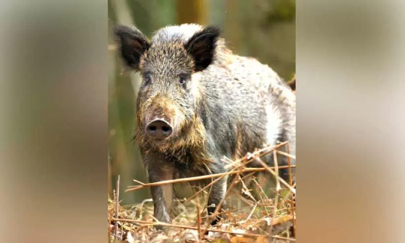 കാട്ടുപന്നി നായാട്ട്: വനംവകുപ്പ് വിജിലൻസ് അന്വേഷണം തുടങ്ങി