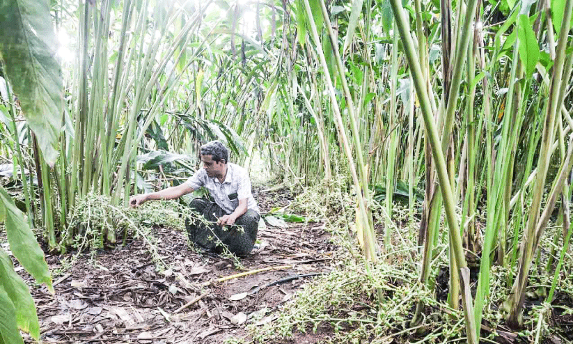 മണ്ണിന് ദോഷം വരാതെ; സമ്പൂര്‍ണ ജൈവ കൃഷിയിലൂടെ ഏലവും മത്സ്യവും