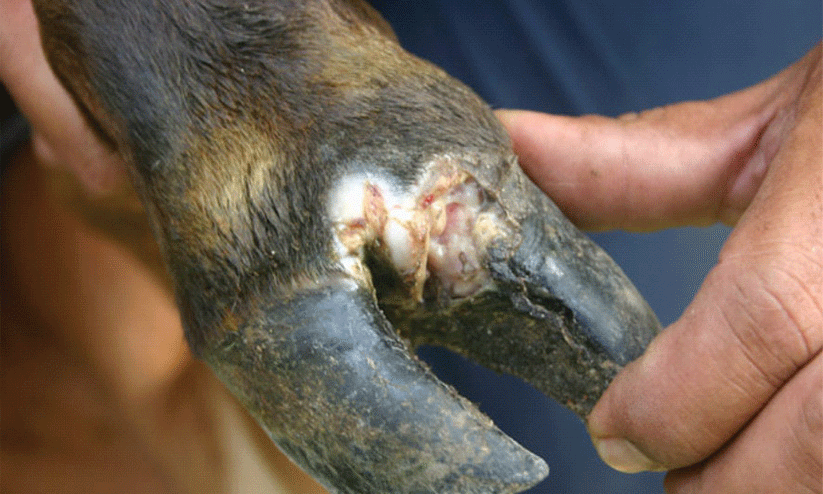 Foot-and-Mouth Disease Foot-and-Mouth Disease