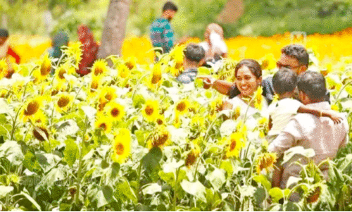 കാന്തിയേറും കാഴ്ചയൊരുക്കി സൂര്യകാന്തി; ഗുണ്ടൽപേട്ടിൽ സഞ്ചാരികളേറി കാന്തിയേറും കാഴ്ചയൊരുക്കി സൂര്യകാന്തി; ഗുണ്ടൽപേട്ടിൽ സഞ്ചാരികളേറി