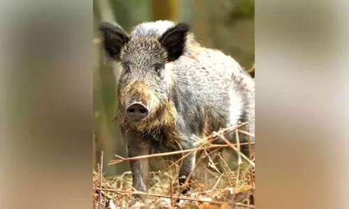 കാട്ടുപന്നി നായാട്ട്: വനംവകുപ്പ് വിജിലൻസ് അന്വേഷണം തുടങ്ങി