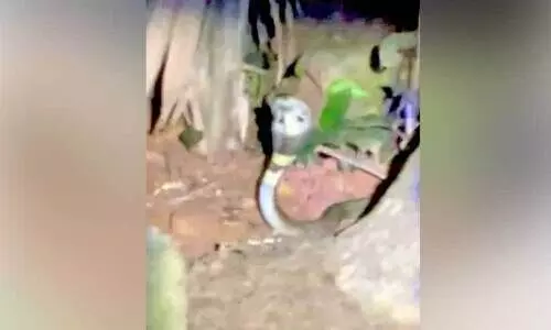 പൂ​ച്ച​യു​ടെ ഇ​ട​പെ​ട​ലി​ൽ വ​ൻ ദു​ര​ന്ത​മൊ​ഴി​വാ​യി