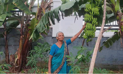 84ാം വയസ്സിലും ത്രേസ്യാമ്മക്ക് കൃഷി ജീവൻ തന്നെ 84ാം വയസ്സിലും ത്രേസ്യാമ്മക്ക് കൃഷി ജീവൻ തന്നെ