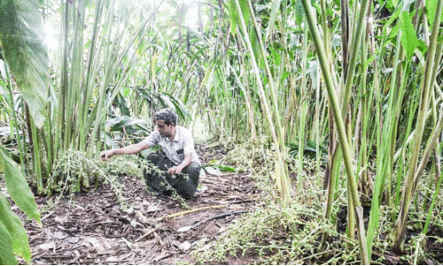 മണ്ണിന് ദോഷം വരാതെ; സമ്പൂര്‍ണ ജൈവ കൃഷിയിലൂടെ ഏലവും മത്സ്യവും