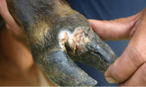 Foot-and-Mouth Disease